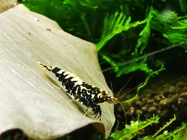 GALAXY BLACK - 1.0 CM - Image 4